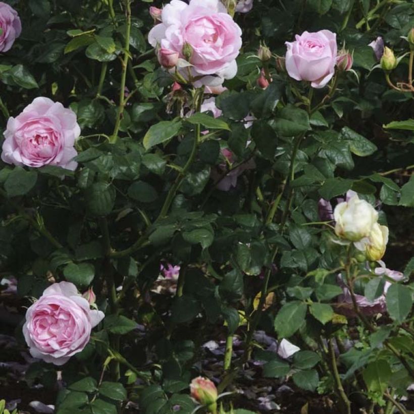 Rosa Scepter'd Isle - Englische Rose (Laub)