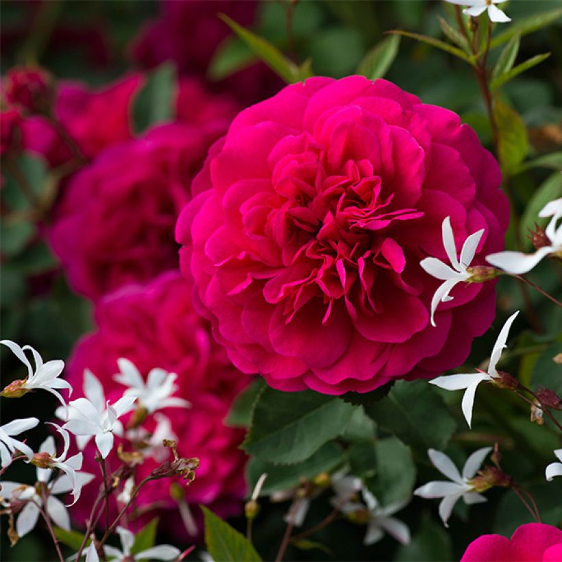 Rosa Sir John Betjeman - Englische Rose (Blüte)