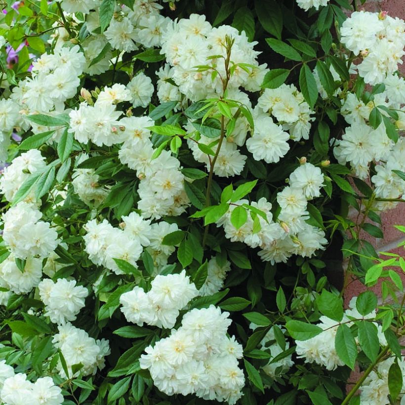 Rosa Snow Goose - Rambler-Rose (Blüte)