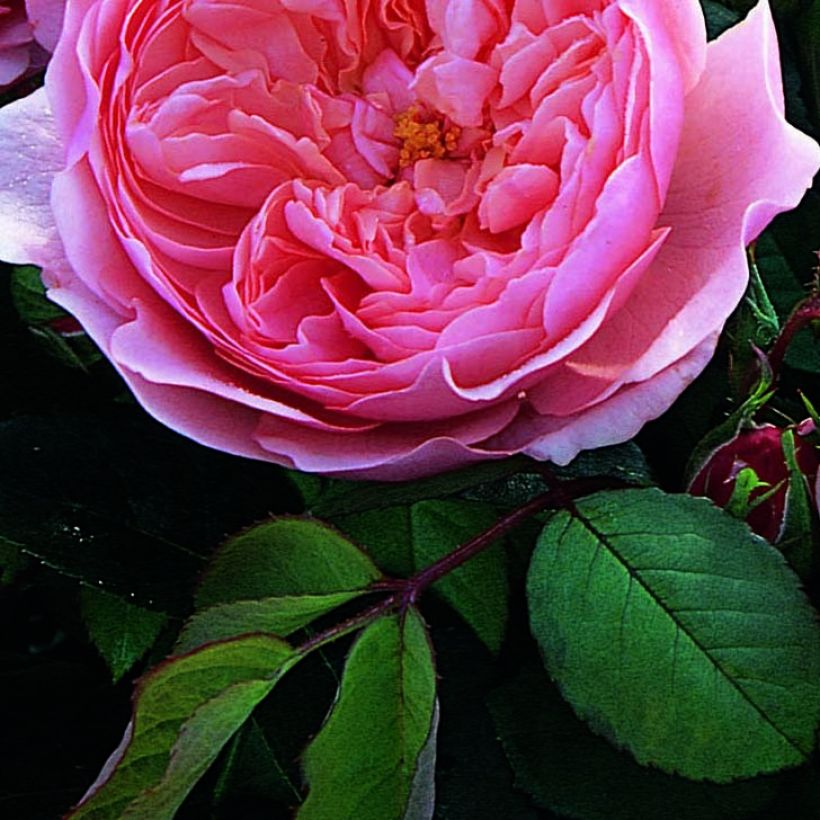 Rosa The Alnwick Rose - Englische Rose (Laub)