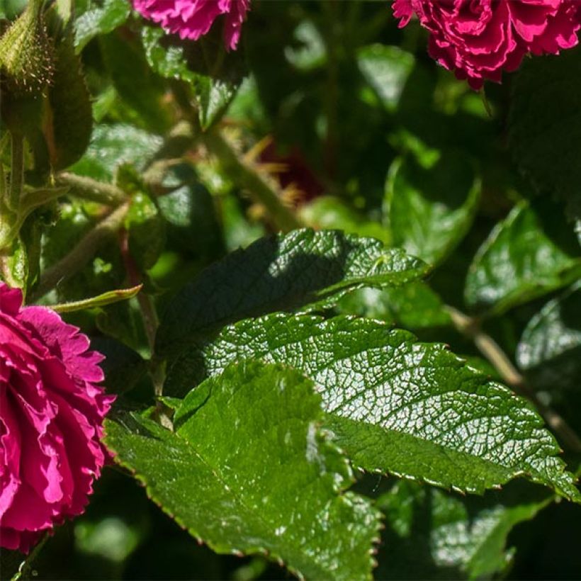 Rosa rugosa F.J Grootendorst - Apfelrose (Laub)