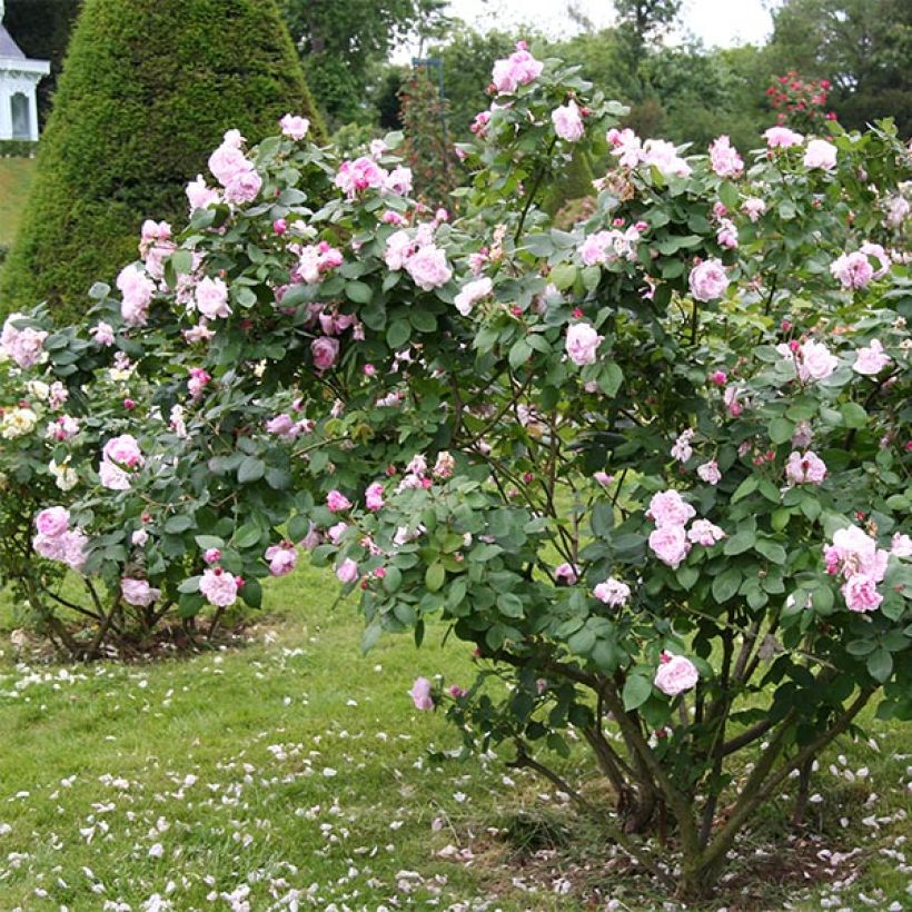 Rosa centifolia Fantin Latour - Zentifolie Rose (Hafen)