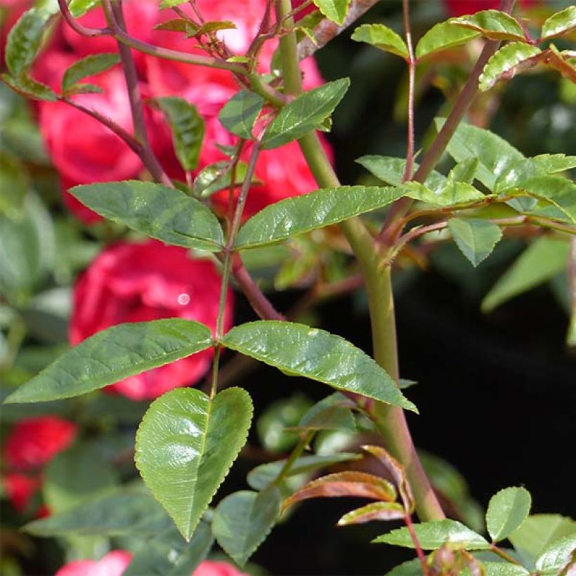 Rosa polyantha Rood Moorsdag - Zwerg-Parkrose (Laub)