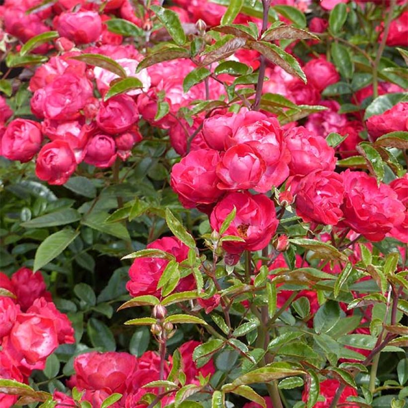 Rosa polyantha Rood Moorsdag - Zwerg-Parkrose (Blüte)