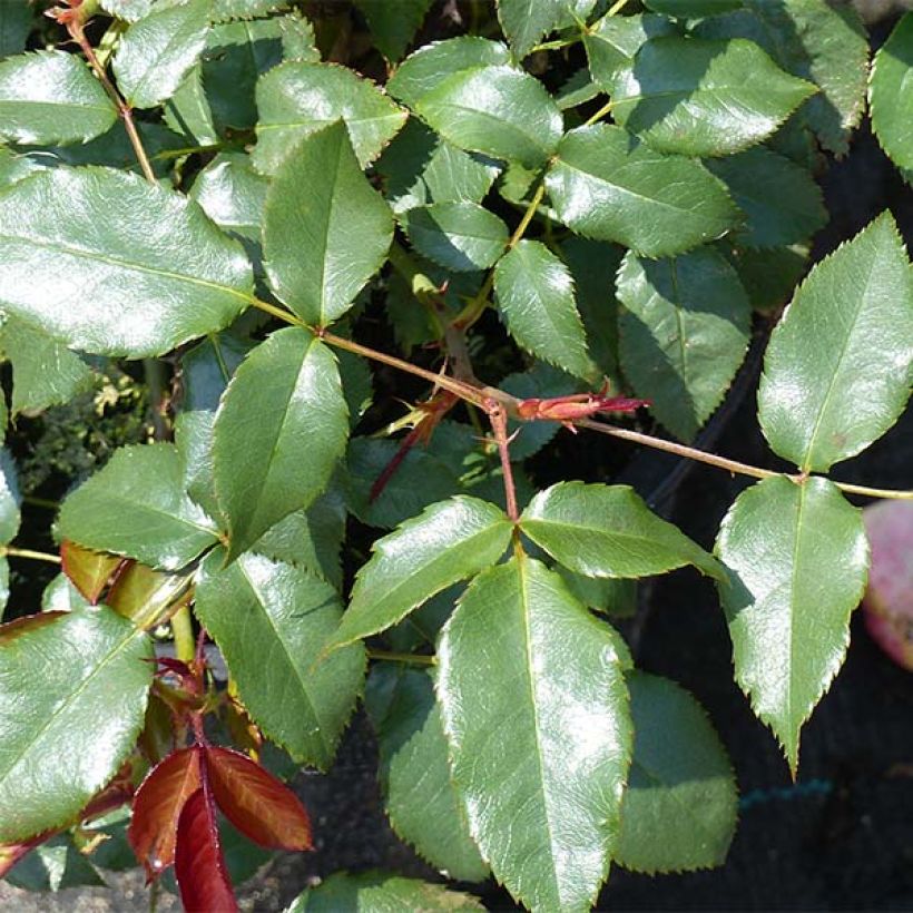 Rosa Fragrant Delight - Beetrose (Laub)