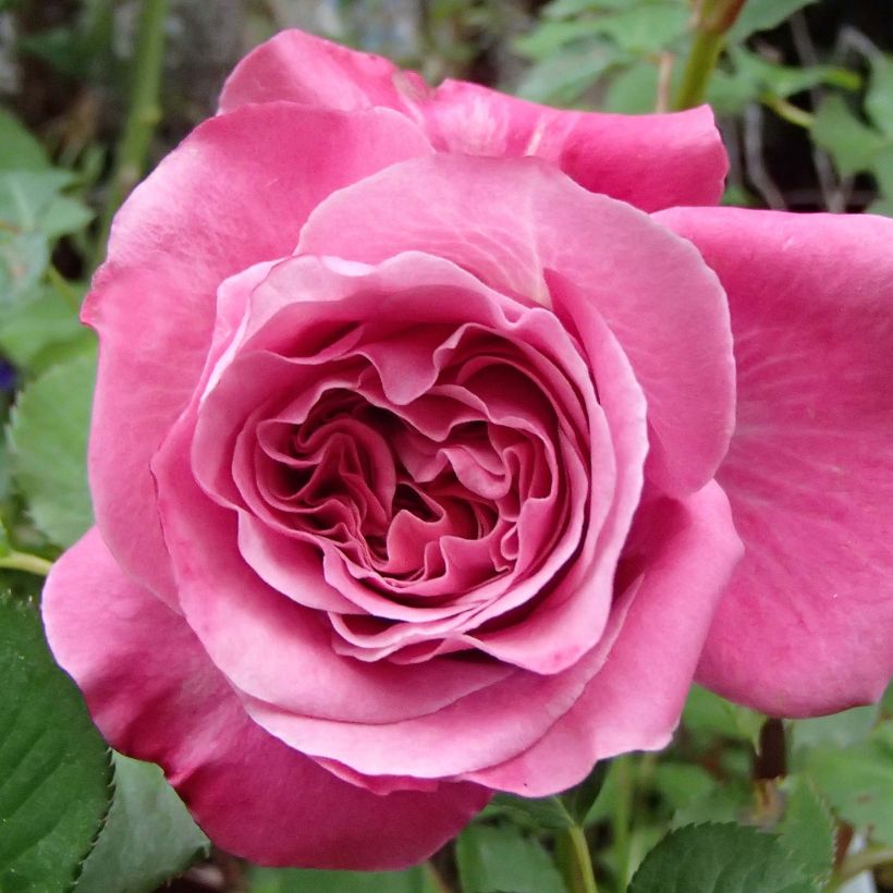 Rosa Generosa Agnès Schilliger - Guillot Rose (Blüte)