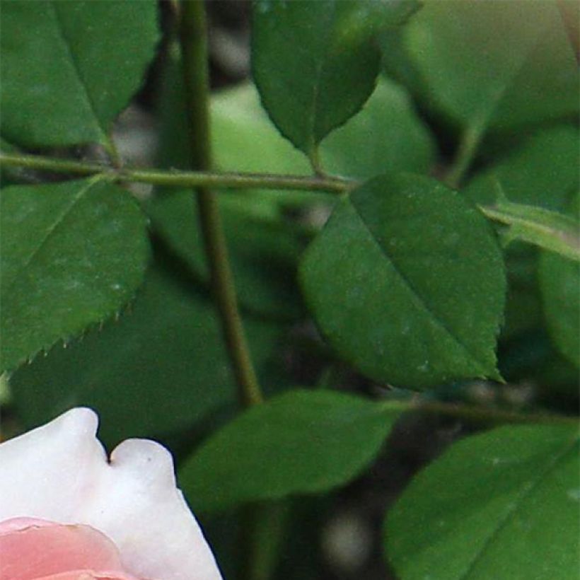 Rosa Generosa Festival des Jardins de Chaumont - Guillot Rose (Laub)