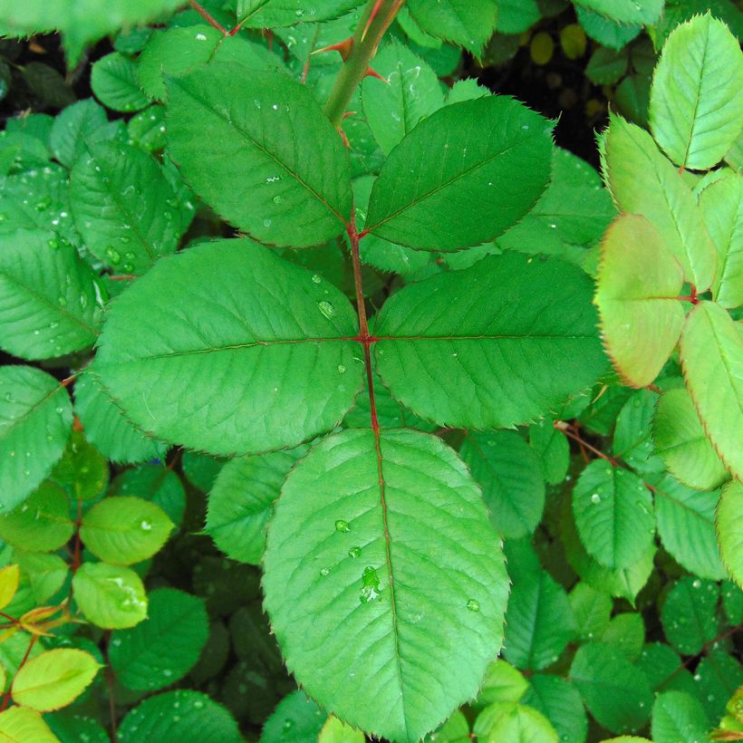 Rosa Generosa Guy Darmet - Guillot Rose (Laub)