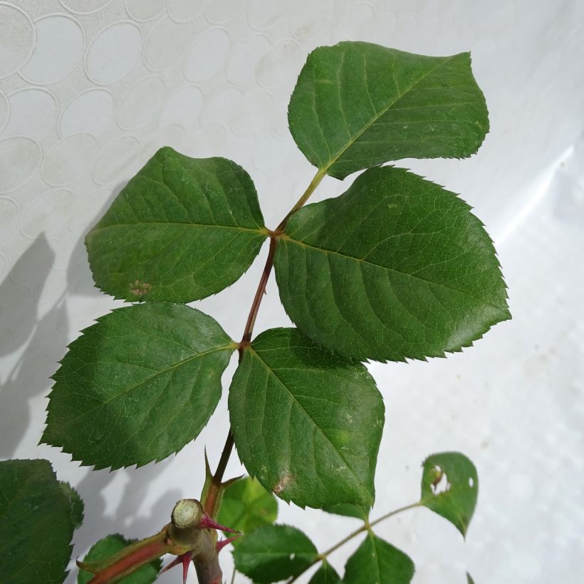 Rosa Generosa Laurent Cabrol - Guillot Rose (Laub)