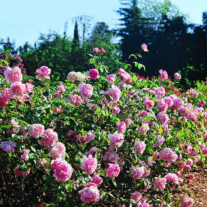 Rosa Generosa Sonia Rykiel - Guillot Rose (Blüte)