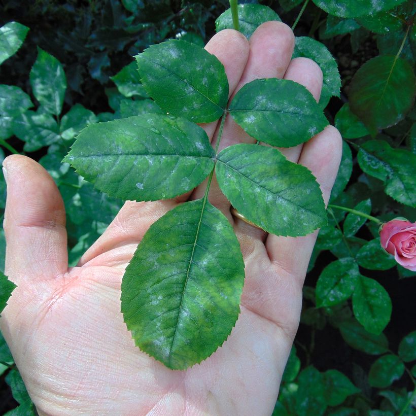 Rosa Generosa William Christie - Guillot Rose (Laub)