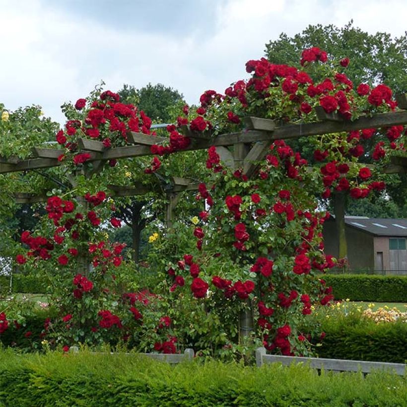 Rosa Amadeus - Kletterrose (Hafen)