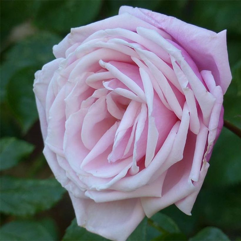 Rosa Blossomtime - Hybrid-Kletterrose (Blüte)