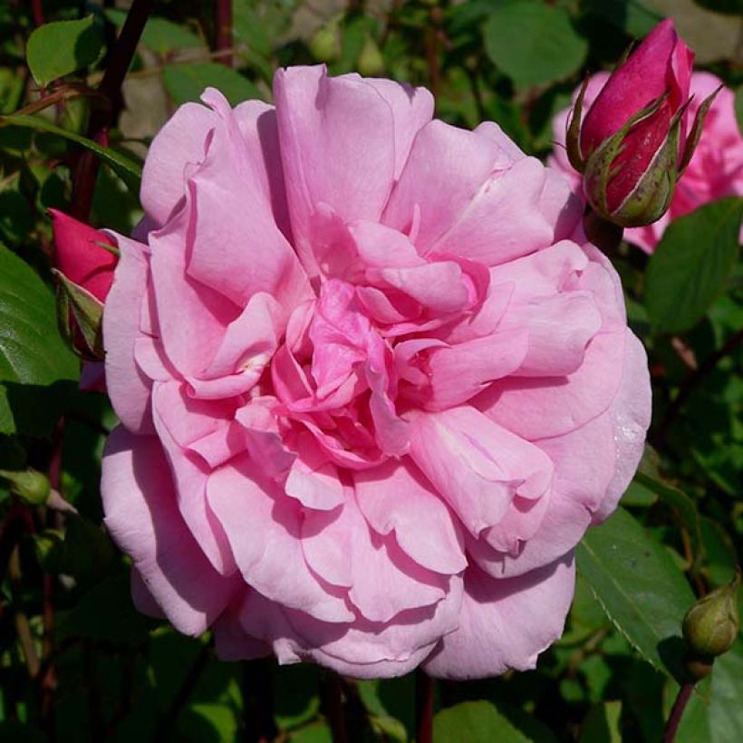 Rosa polyantha Cecile brunner - Kletterrose (Blüte)