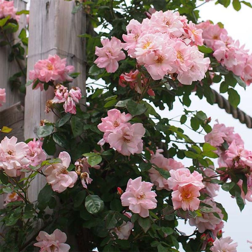 Rosa Clair Matin - Kletterrose (Blüte)