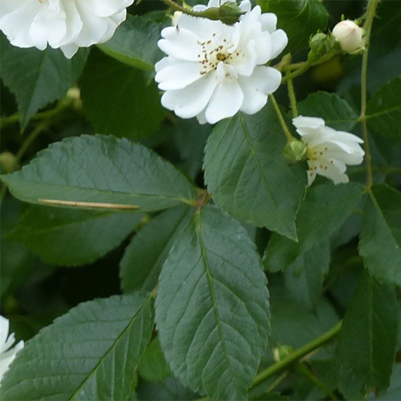 Rosa Guirlande d'Amour - Kletterrose (Laub)