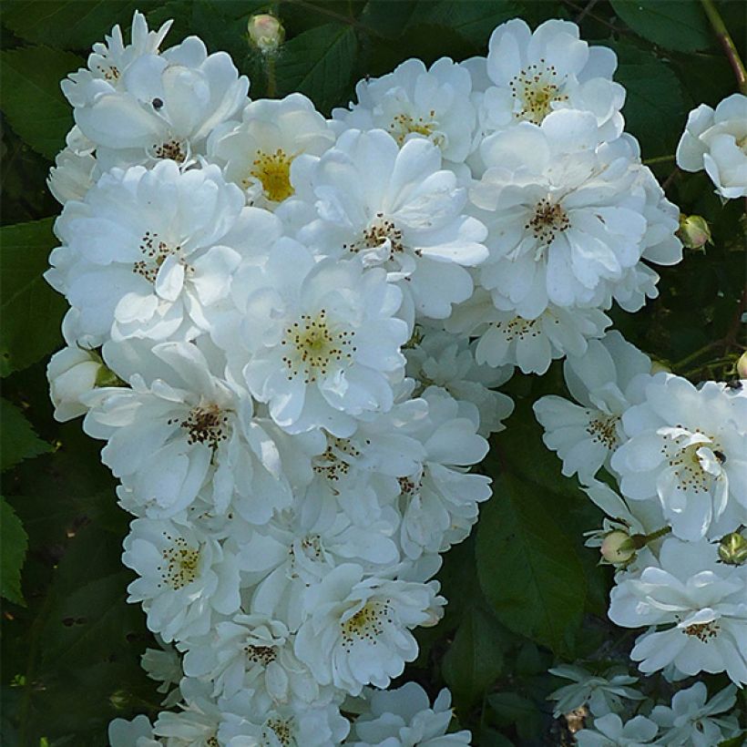 Rosa Guirlande d'Amour - Kletterrose (Blüte)