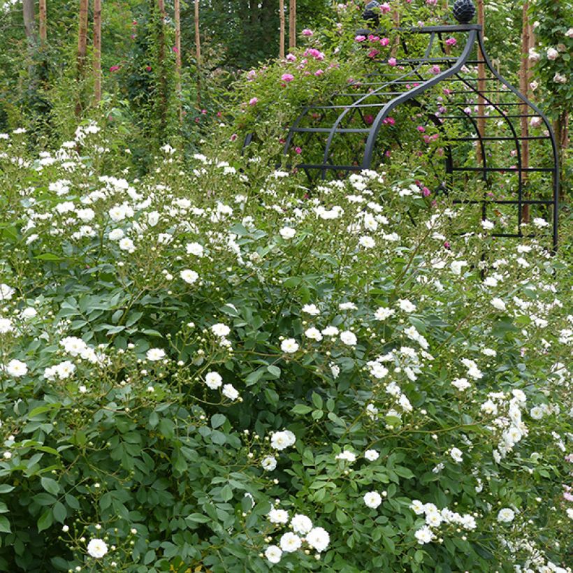 Rosa Guirlande d'Amour - Kletterrose (Hafen)