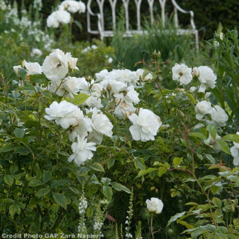 Rosa Iceberg Fée des neiges - Beetrose (Blüte)