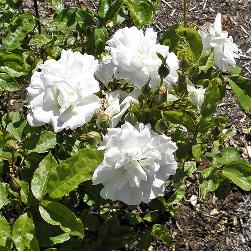 Rosa Irene of Denmark - Beetrose (Blüte)