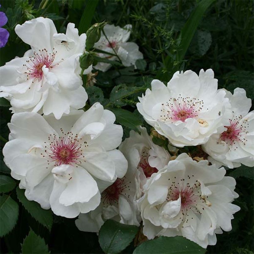 Rosa Jacqueline du Pré - Historische Rose (Blüte)