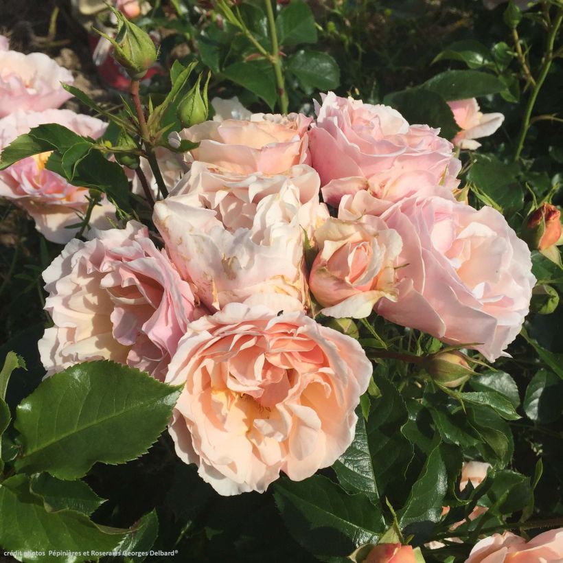 Rosa Jardin des Tuileries - Kletterrose (Blüte)