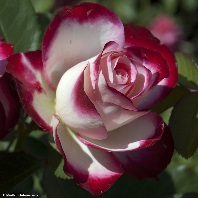 Rosa Jubilé du Prince de Monaco - Kletterrose (Blüte)