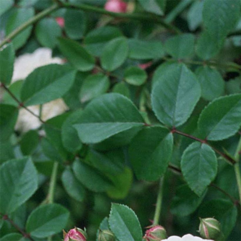 Rosa Felicité et Perpétue - Rambler-Rose (Laub)