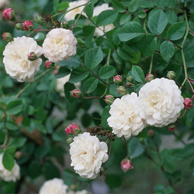 Rosa Felicité et Perpétue - Rambler-Rose (Blüte)