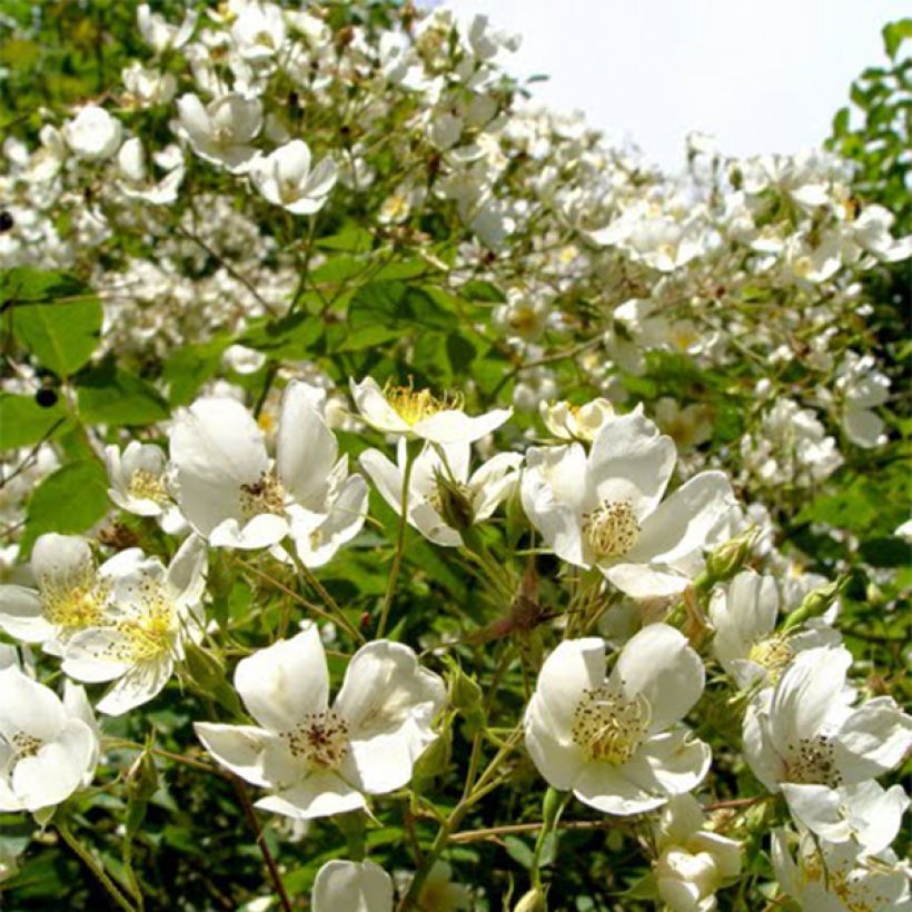 Rosa filipes Kiftsgate - Rambler-Rose (Blüte)