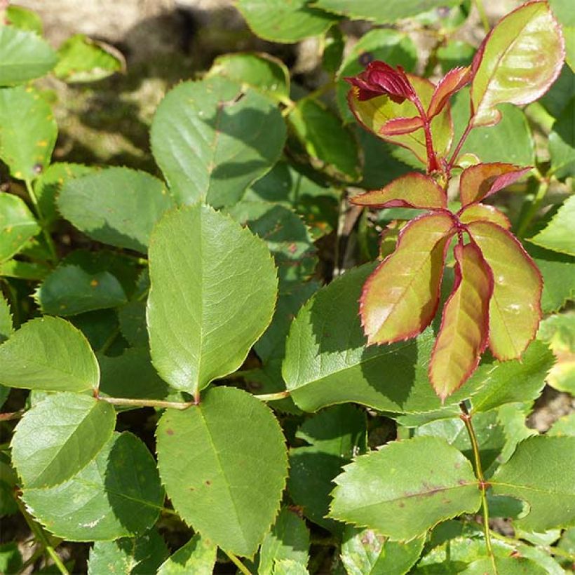 Rosa Lili Marleen - Beetrose (Laub)