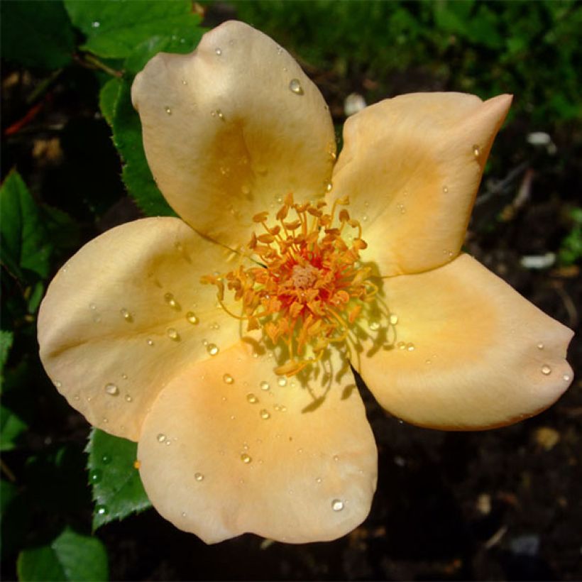 Rosa Mrs Oakley Fisher - Historische Rose (Blüte)