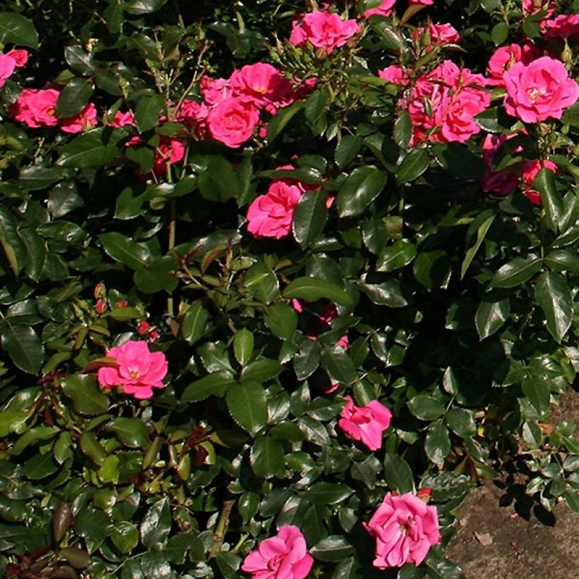 Rosa Nectar Garden Chabadabada - Polyantha-Rose (Laub)