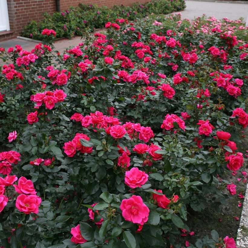 Rosa Nectar Garden Chabadabada - Polyantha-Rose (Hafen)