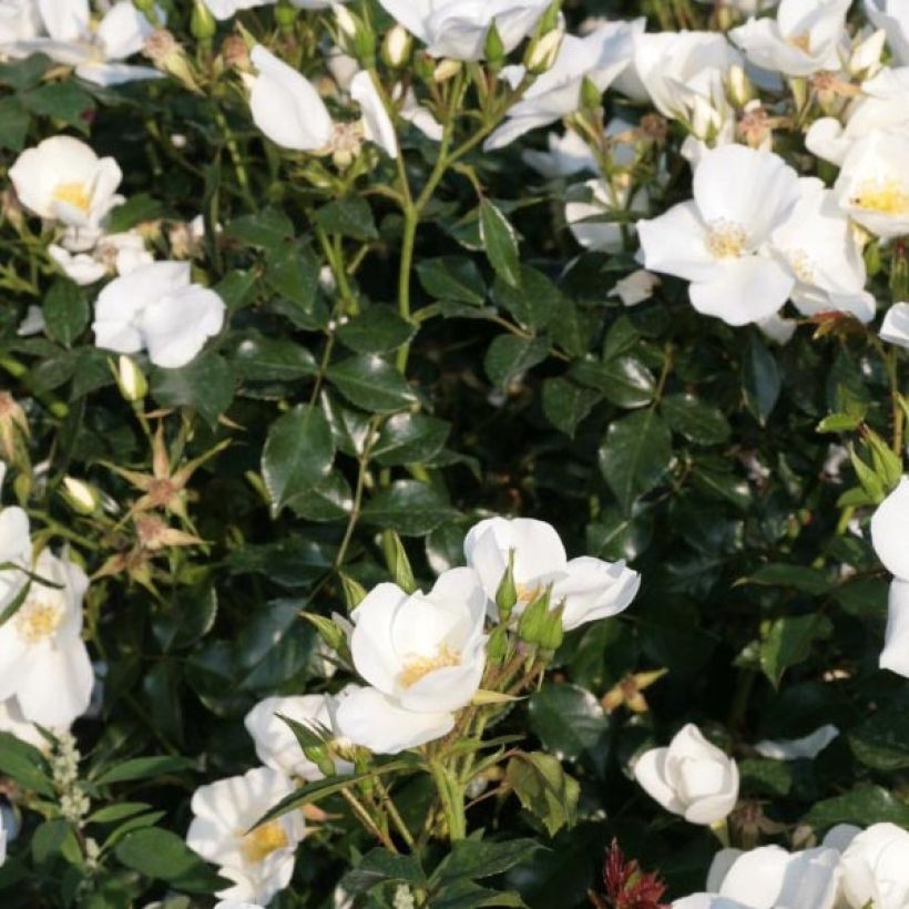 Rosa polyantha Nectar Garden Escimo - Polyantha-Rose (Laub)