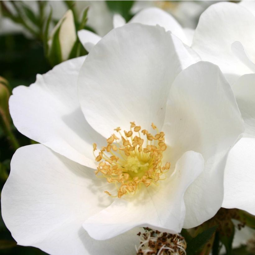 Rosa polyantha Nectar Garden Escimo - Polyantha-Rose (Blüte)