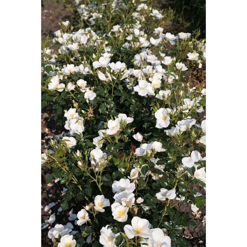 Rosa polyantha Nectar Garden Escimo - Polyantha-Rose (Hafen)