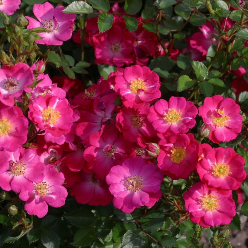 Rosa Nectar Garden Lilliput Lupo - Polyantha-Rose (Blüte)