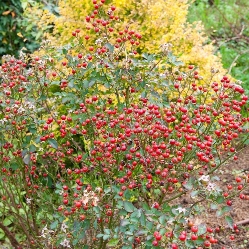 Rosa Nectar Garden Lilliput Lupo - Polyantha-Rose (Ernte)