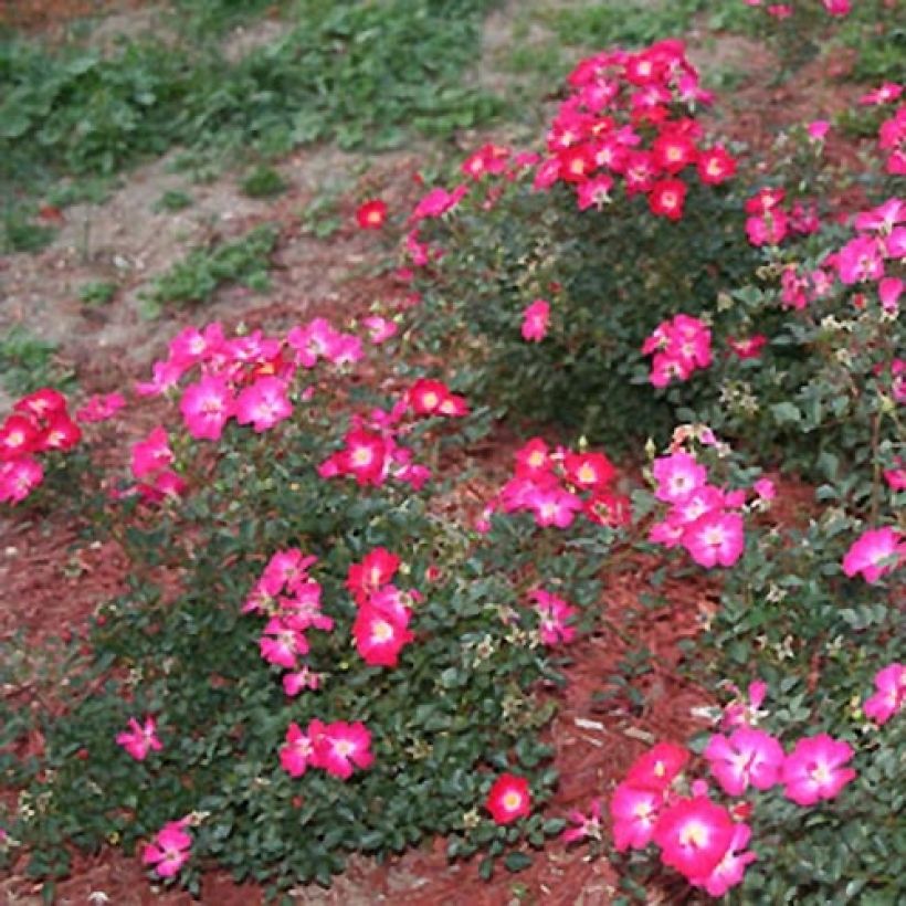 Rosa Nectar Garden Lilliput Lupo - Polyantha-Rose (Hafen)