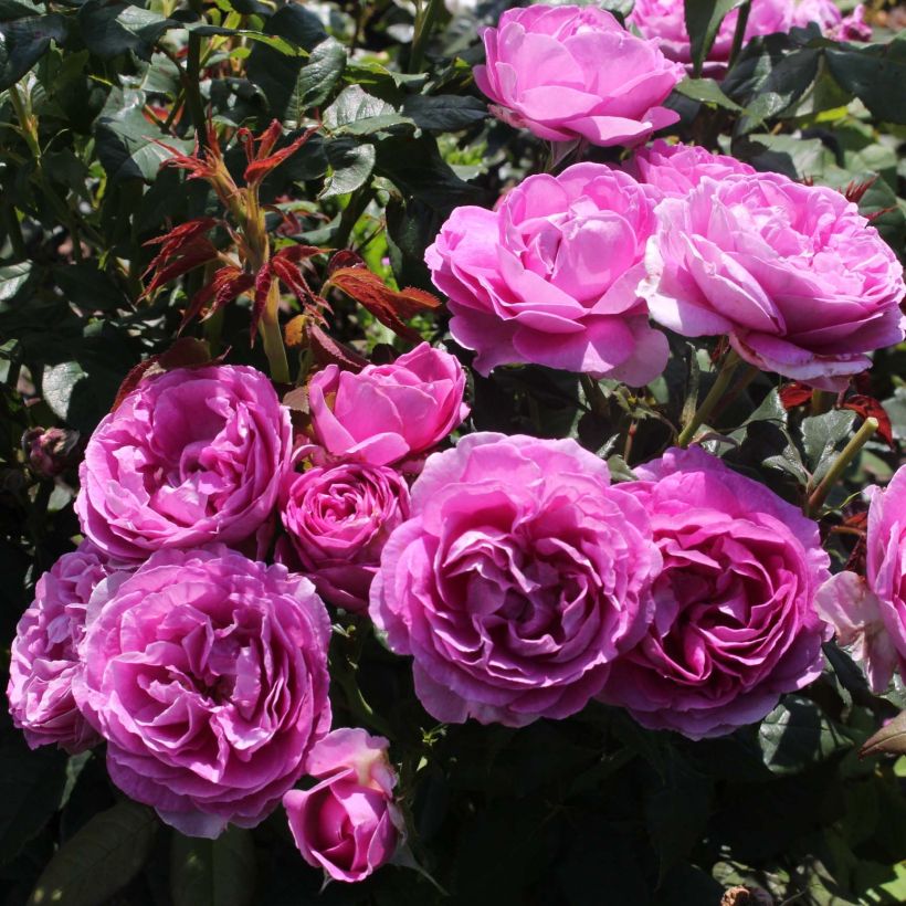 Rosa PARFUMA Catherine de Medicis - Beetrose (Blüte)