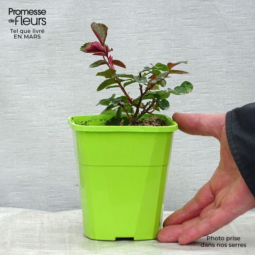 Exemplar von Rosier Patio Rose Impala Pot de 1,5L wie im Winter geliefert