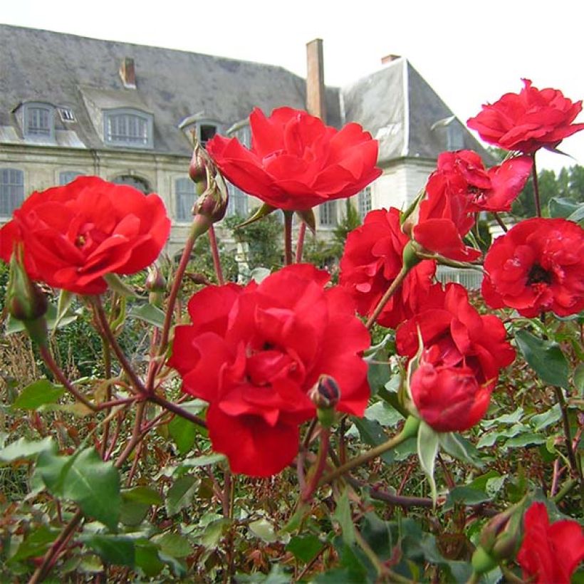 Rosa La Sevillana Meigekanu - Beetrose (Blüte)