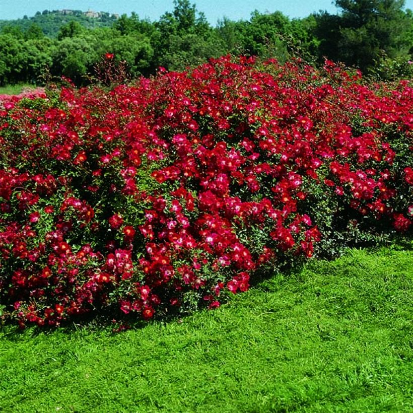 Rosa Rouge Meillandécor - Polyantha-Rose (Hafen)