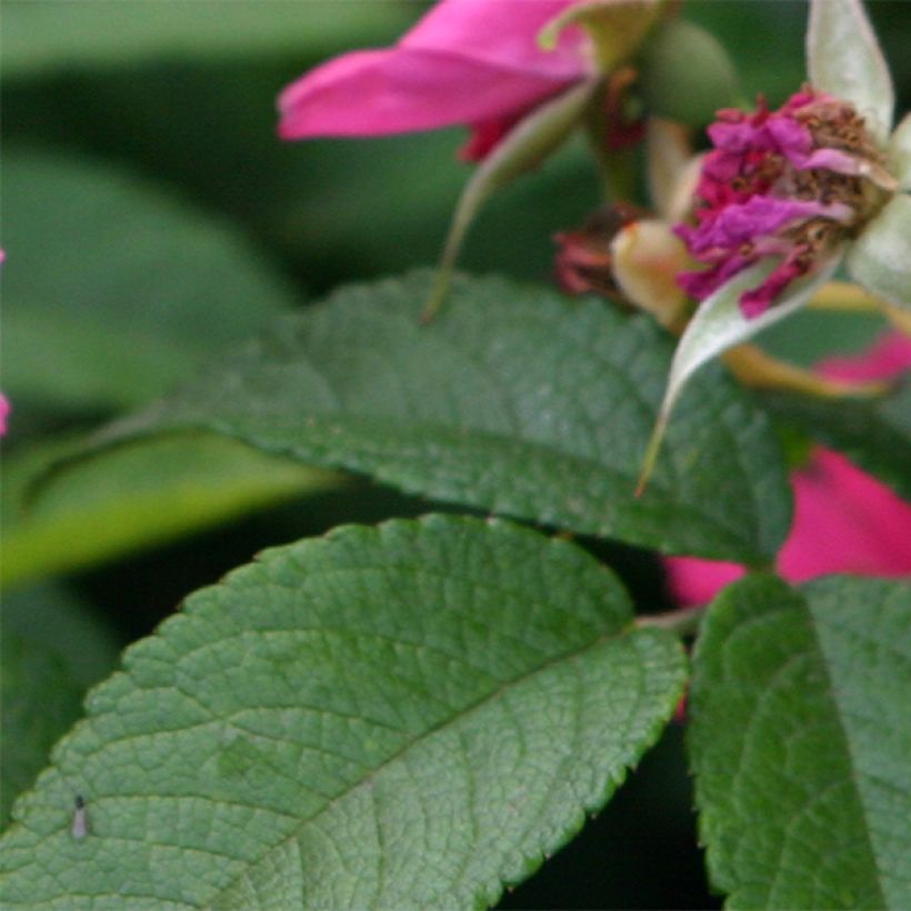 Rosa rugosa Pink Grootendorst - Apfelrose (Laub)