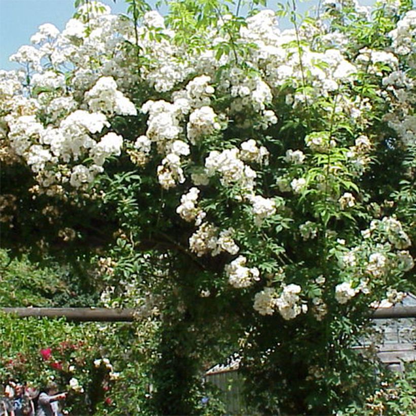 Rosa multiflora Rambling Rector - Alte Rambler-Rose (Blüte)