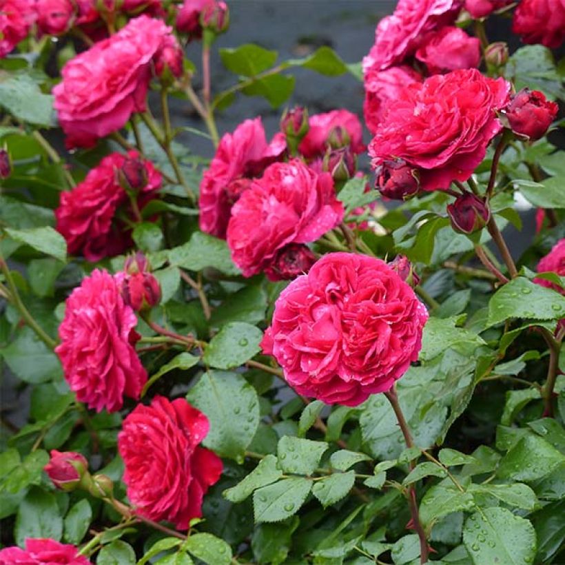 Rosa Red Leonardo da Vinci (Hilde Umdasch)) - Beetrose (Blüte)