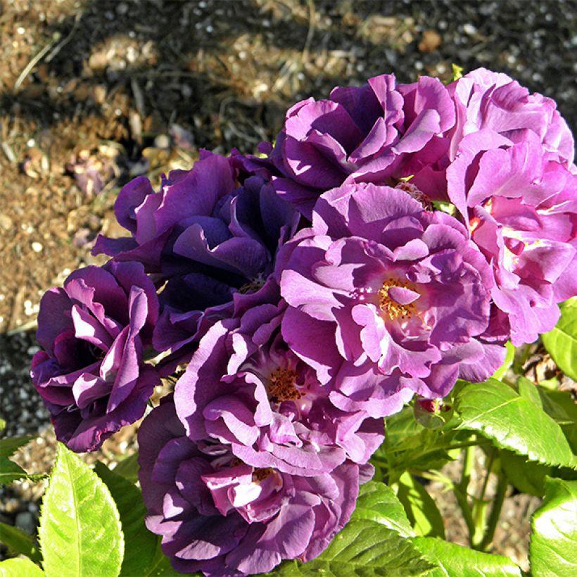 Rosa Rhapsody In Blue - Beetrose (Blüte)