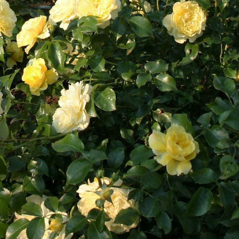 Rosa Rigo Rosen Solero - Rigo-Rose (Laub)