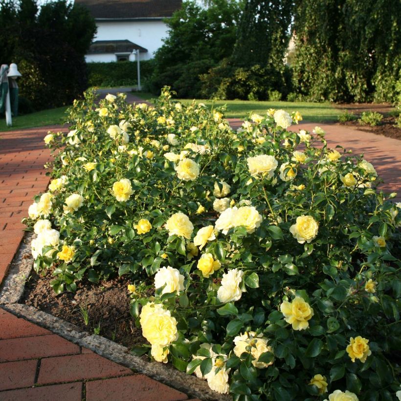 Rosa Rigo Rosen Solero - Rigo-Rose (Hafen)